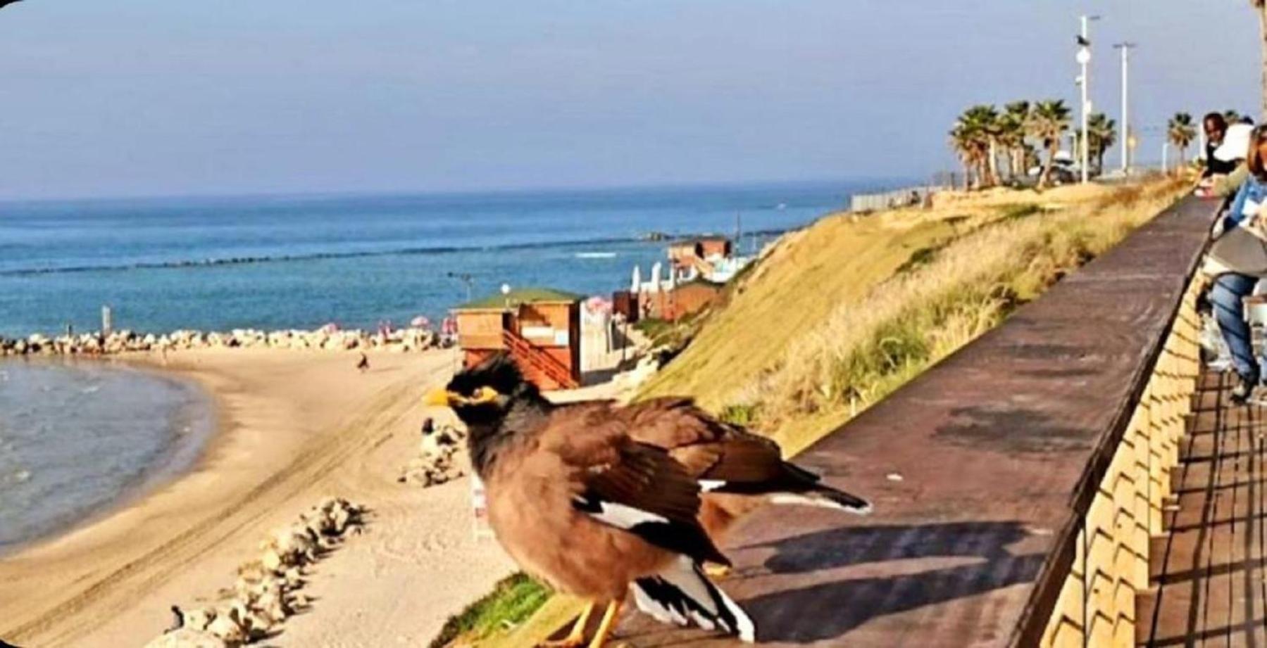 Motel Hofim Bat Yam Exteriör bild